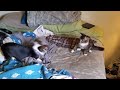 Chiuaua vs kitten, fight or fun?