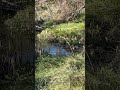Ducks in the wetlands. Meditation Video