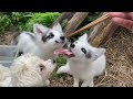 It's so heartwarming to see a little fox 🦊 and a puppy 🐶 relying on each other without their moms. ❤