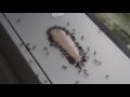 ANT GEL is the best way to kill ants. TIMELAPSE.