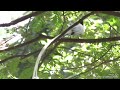 Indian Paradise Flycatcher Dipping: स्वर्गीय नर्तक  #IndianParadiseFlyCatcher