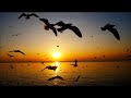 Healing Sounds: Bird Song Meditation - Calm, Beautiful Relaxing Sleep Music, (Nature Energy Healing)