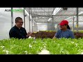 The BIGGEST HYDROPONIC FARM in METRO MANILA, May Competition ba sa UPLAND FARMS ng CORDILLERA?