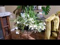 12/16/21 Brassavola Orchid Update