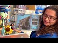 BIG GODZILLA TOY HUNT!!! - 