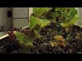 Begonia Timelapse