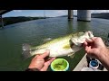 Live Shiners For Big Bass