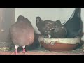 Beginners GUIDE TO PIGEON BREEDING - Part 2 Birmingham Roller Pigeons