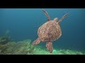 3HRS of 4K Turtle Paradise - Undersea Nature Relaxation Film + Relaxing Music by Starry Sky