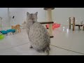 Laugh Uncontrollably! Best Funny Cat Videos 2024 🐈 Funny Cats Videos 2024 😹