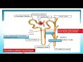 Mechanism of Urine Concentration