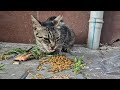 Cute tabby cat asks me for food.