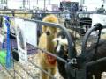 2009-10-26-06NorthernILAlpacaExtravaganza.wmv