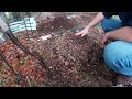 Fish and Wood Chip Compost Experiment - Part 1