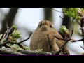 Eurasian Wren song