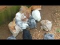 all sell pigeons#viral🕊️#kabutarbazi#kabutar#kabootar#pigeonlover #shortfeed#shorts#pigeonking#bird