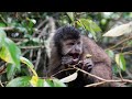 Amazon 4k  - The World’s Largest Tropical Rainforest  Relaxation Film with Calming Music