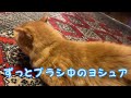 ＃猫隊とウサビッチ隊