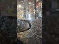 Las Vegas Strip Flooded Due To Heavy Rain