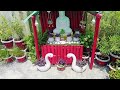 लो जी आ गया अगस्त का || BEAUTIFUL OVERVIEW || #anshchauhanlittlegarden #nature #gardenplants