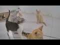 😍 Laugh Uncontrollably! Best Funny Cat Videos 2024 🐕🤣 Funniest Catss 2024 🙀🤣