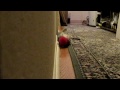 Cute Little Tabby Kitten Plays With Furry Toy At Night