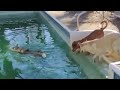 Husky swimming in pool