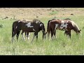 Wild Horses July 2011