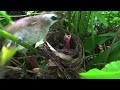 Skink Eats Up Baby Bird Alive In Front Of Mother – Lizard Kills Baby Bulbul In Nest ‬(EP4)