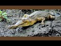 The African Crocodile You Never Knew Existed