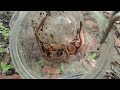 Explore and Captured | Hunting lots big millipedes #insects