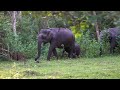 Nagarhole Close Encounter With Tiger | Kabini Safari | Nagarhole National Park