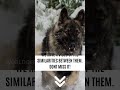 King Shepherd vs. German Shepherd (3 UNKNOWN Differences) | #dogbreeds | World of Dogz
