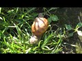 Виноградная улитка (лат. Helix pomatia) / Ботанический сад