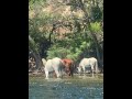 Scottsdale, AZ / Salt River Tubing, 7/19/24