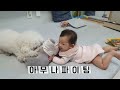 애개육아 하마쟁탈전 (비숑 vs 8개월 아기)