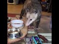 OPOSSUM CAFE Revisited/ George didn't come in (1)