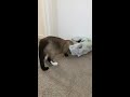 Cat Playing With Plastic Bag