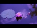 Musica rilassante un ora , one hour relaxing music, meditation, meditazione, Meditation relax music