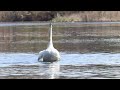 Swan vs goose fight