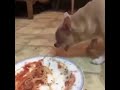 dog choking on spaghetti