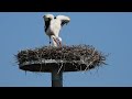 White storks in Denmark Kliplev 26 juni 2024