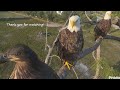 SWFL Eagles 💗 Farewell Season 12! Last Coverage Of Eagles On Cam! Special Dad & E23 At Pond  5.31.24