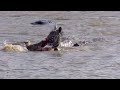 Crocodiles Bite The Face Off Zebra While Crossing Mara River on a Safari in Kenya