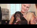 Chimpanzee Monthly Favorites of August! | Myrtle Beach Safari
