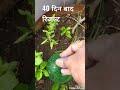 तुलसी का पौधा कलम से अंकुरित करें🌱