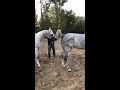 Best Wild Horses Mare Compilation of some Wild Horse Fights Video 145