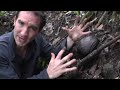 BIGGEST flower in the world: Rafflesia arnoldii