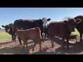 Cattle Waiting Patiently for a Treat - April 3, 2022