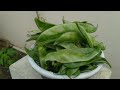 Organic vegetables harvest